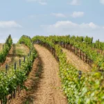 Tokaj vineyard