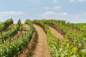 Tokaj vineyard