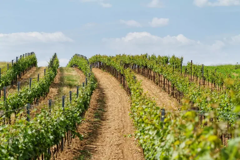 Tokaj vineyard