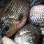 fish farm