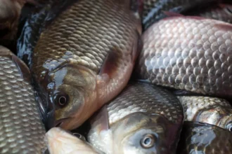 fish farm