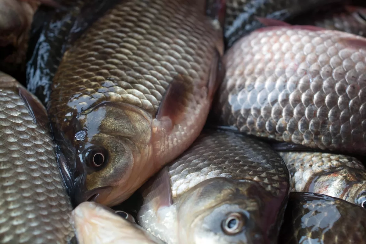 fish farm